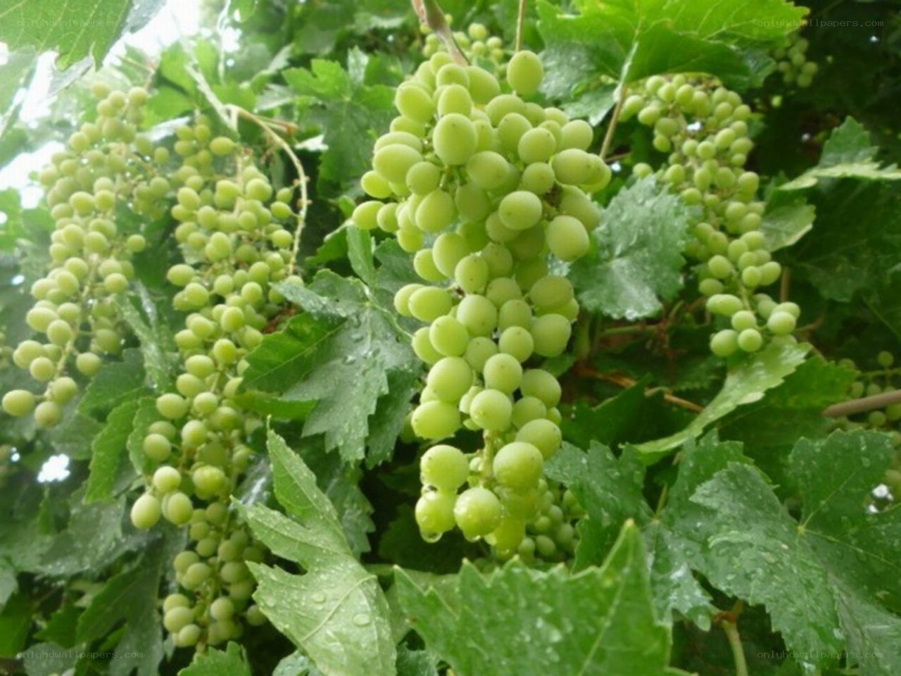 green grapes on vine
