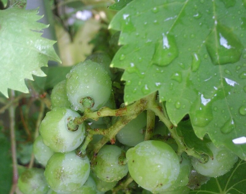 green grapes on vine