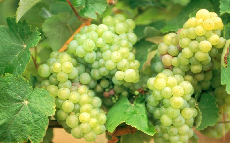 Green Grapes on Vine — Bunches