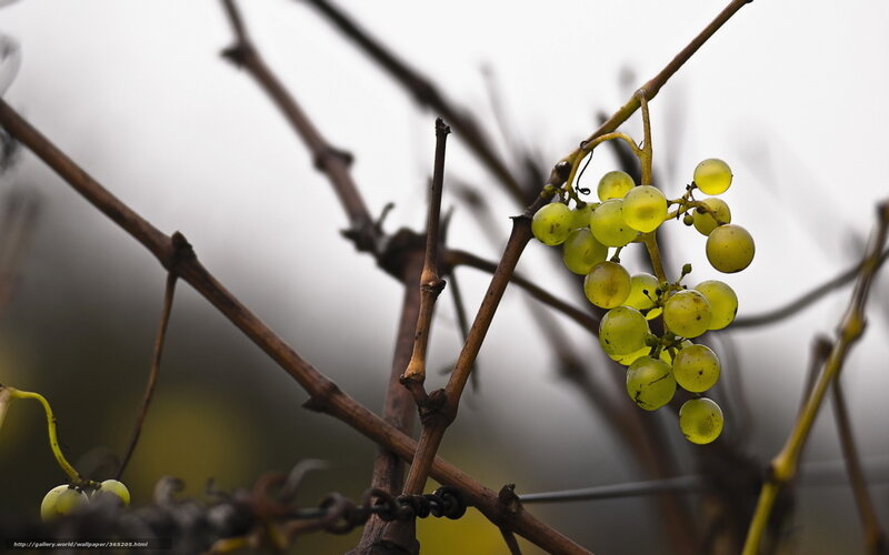 Green Grapes on Vine — Calm