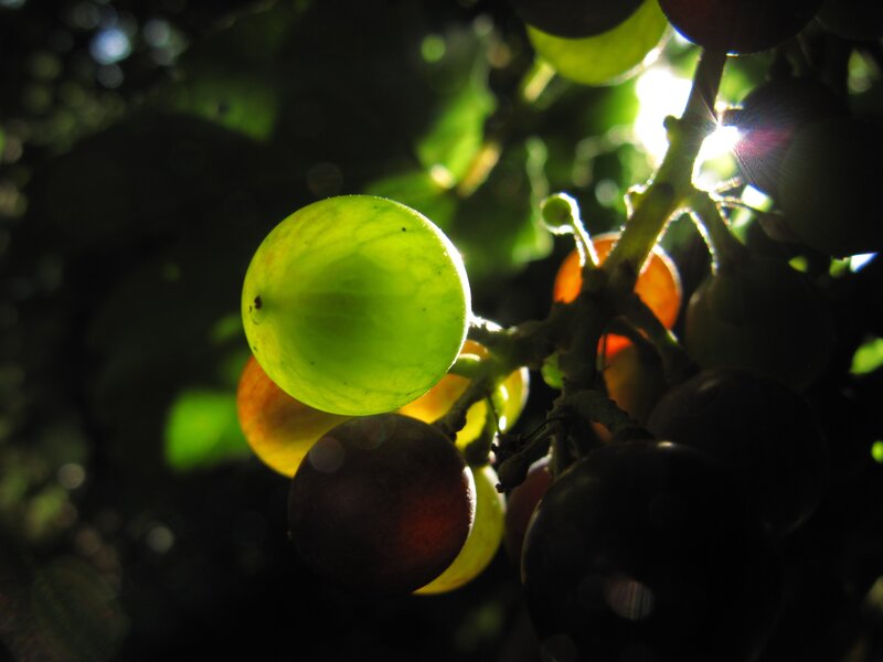 Green Grapes on Vine — Dramatic, Afternoon