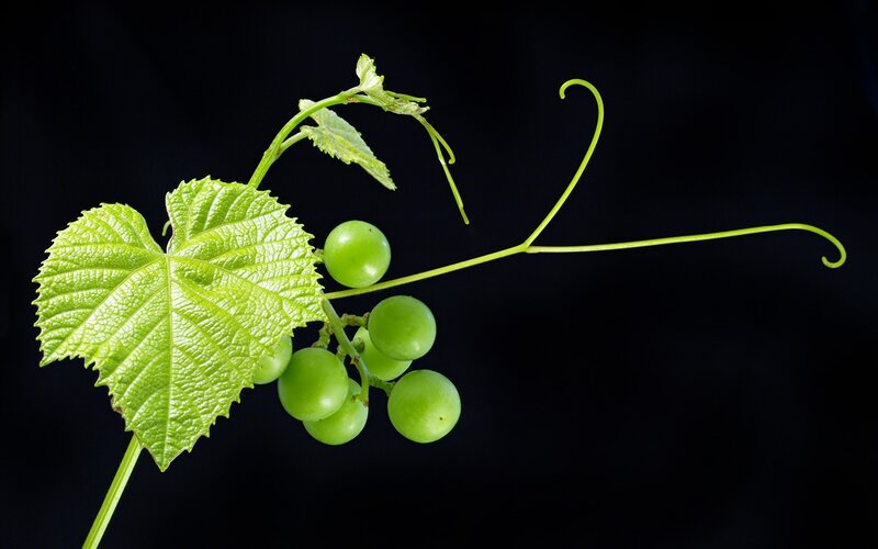 Green Grapes on Vine — Dramatic, Photograph