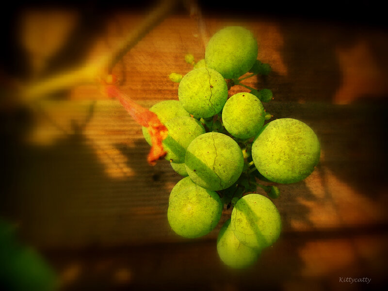 Green Grapes on Vine — Dramatic