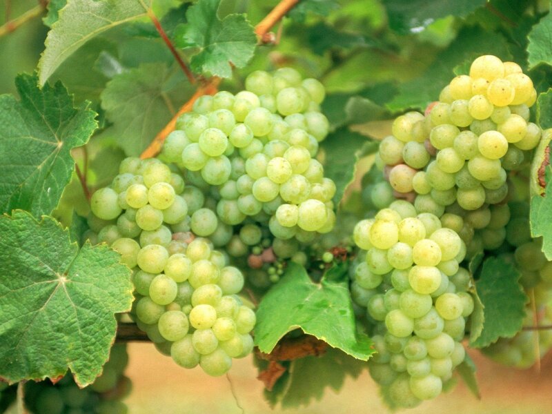 Green Grapes on Vine — Leaves