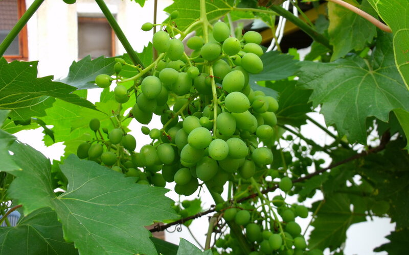 Green Grapes on Vine — Natural, Afternoon, Photograph, Leaves, Building