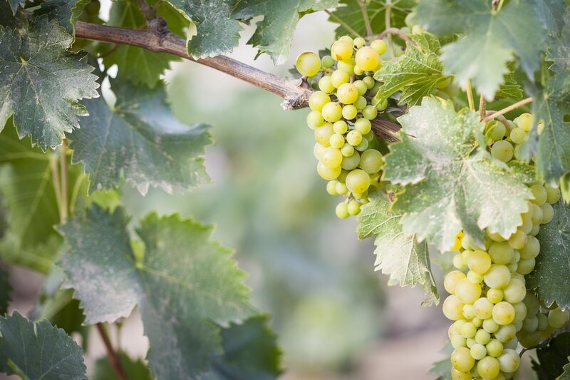 Green Grapes on Vine — Natural, Afternoon, Photograph, Leaves, Cluster