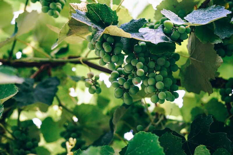 Green Grapes on Vine — Natural, Afternoon, Photograph, Leaves, Grape Clusters