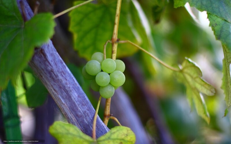 Green Grapes on Vine — Natural, Afternoon, Photograph, Leaves, Stem