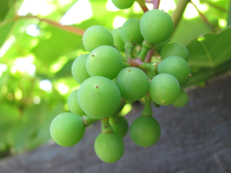 Green Grapes on Vine — Natural, Afternoon, Photograph, Leaves, Sunlight, White