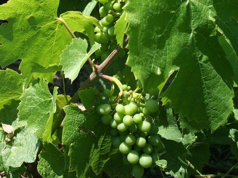 Green Grapes on Vine — Natural, Afternoon, Photograph, Leaves