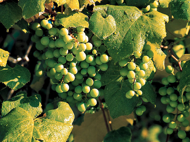 Green Grapes on Vine — Natural, Afternoon