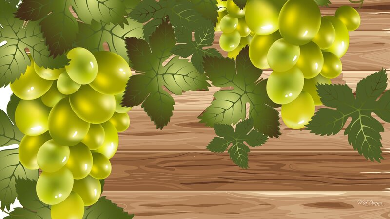Green Grapes on Vine — Natural, Illustration, Leaves