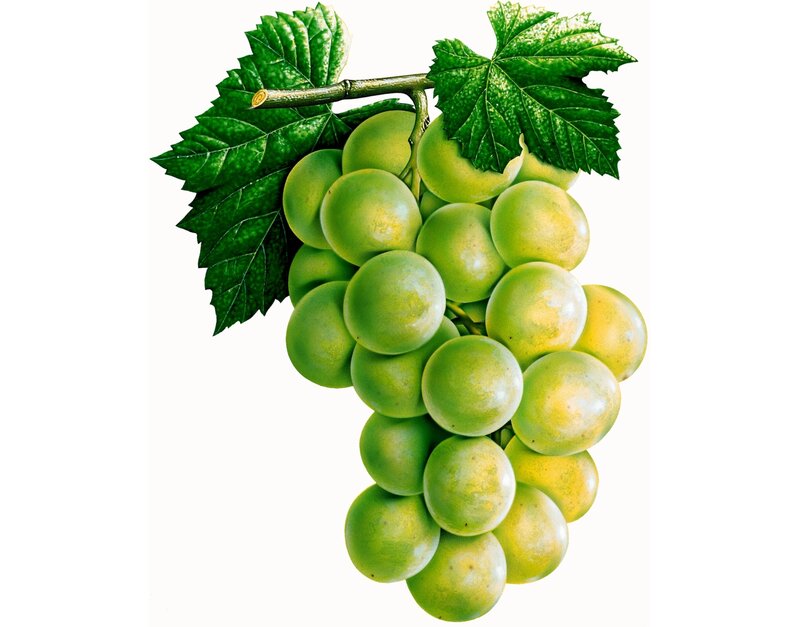 Green Grapes on Vine — Natural, Illustration