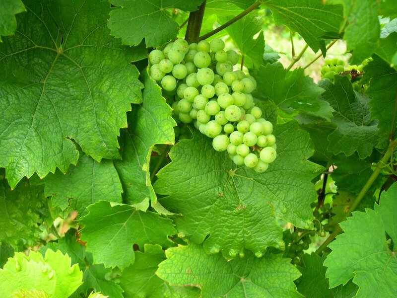 Green Grapes on Vine — Natural, Summer, Photograph, Leaves