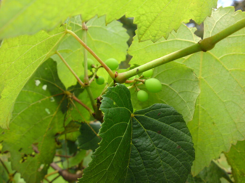 Green Grapes on Vine — Photograph