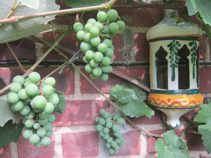 Green Grapes on Vine — Serene, Afternoon, Photograph, Brick Wall