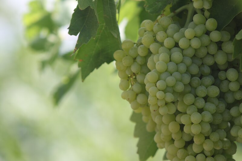 Green Grapes on Vine — Serene, Afternoon, Photograph, Leaves