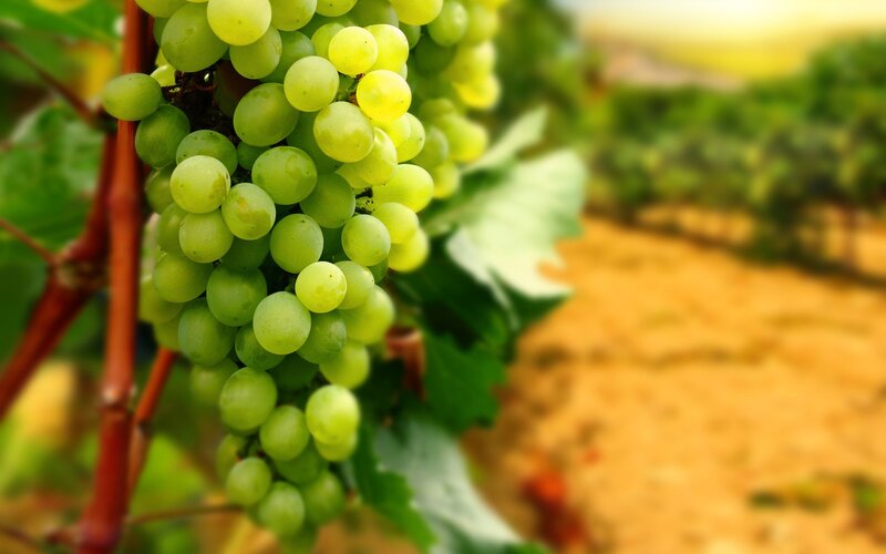 Green Grapes on Vine — Serene, Afternoon, Photograph, Vineyard, Leaves, Grape Cluster