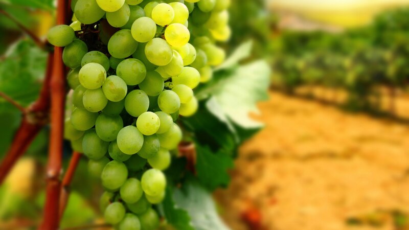 Green Grapes on Vine — Serene, Afternoon, Photograph, Vineyard, Leaves