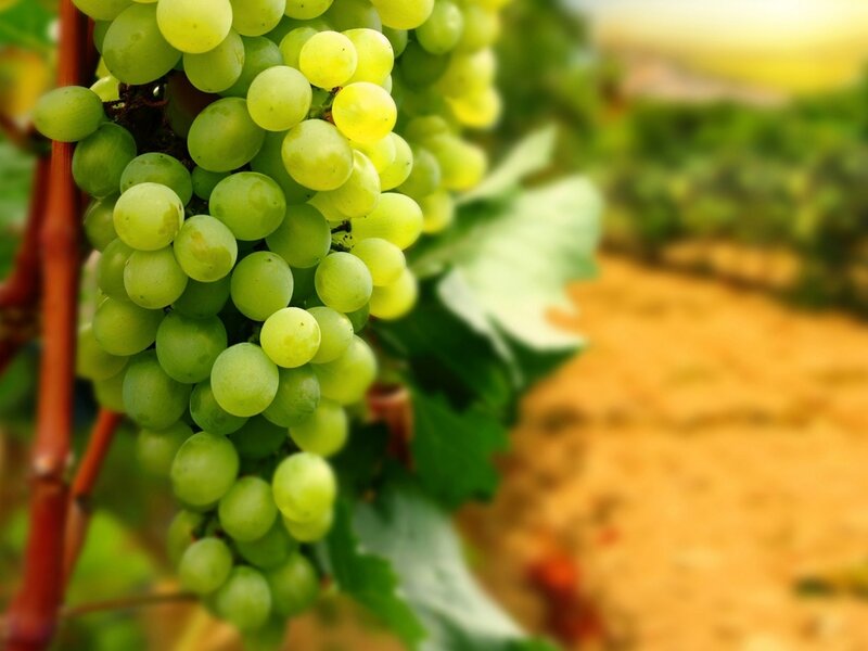 Green Grapes on Vine — Serene, Afternoon