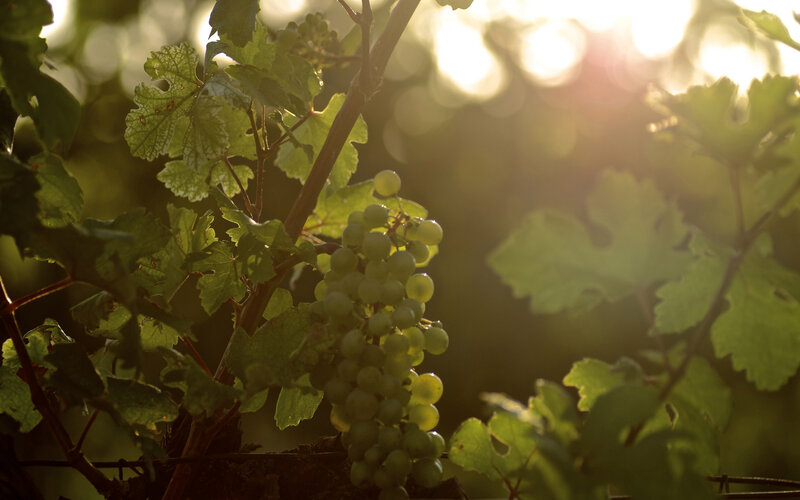 Green Grapes on Vine — Serene, Sunset, Photograph