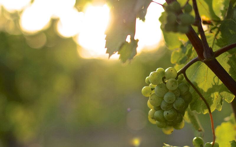 Green Grapes on Vine — Serene, Sunset