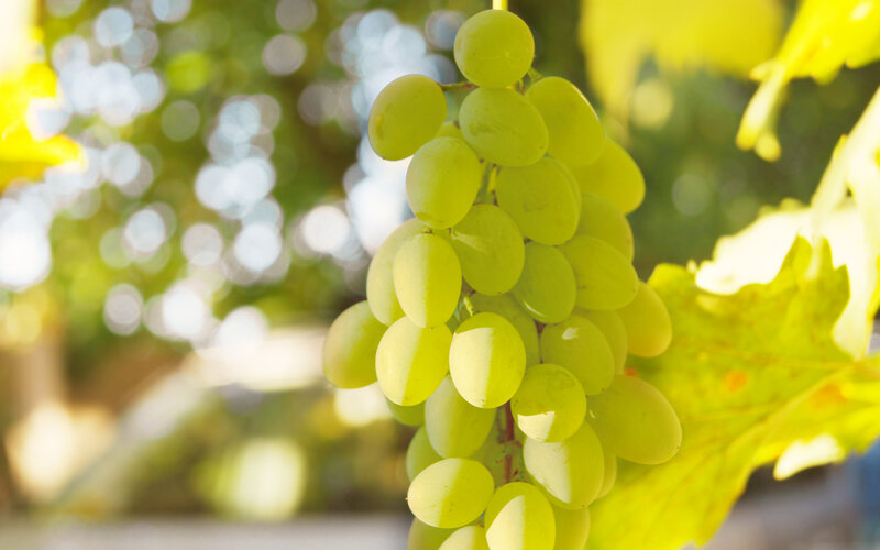 Green Grapes on Vine — Serene