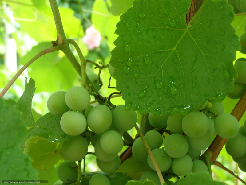 green grapes on vine