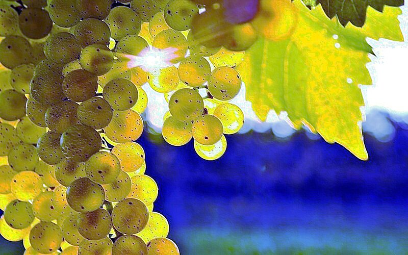 Green Grapes on Vine — Yellow, Bright