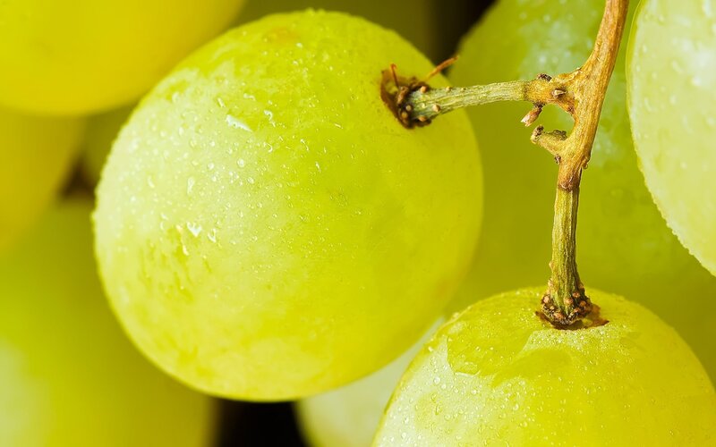 Green Grapes on Vine — Yellow, Fresh
