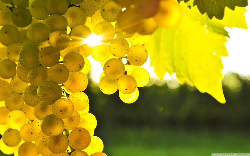 Green Grapes on Vine — Yellow