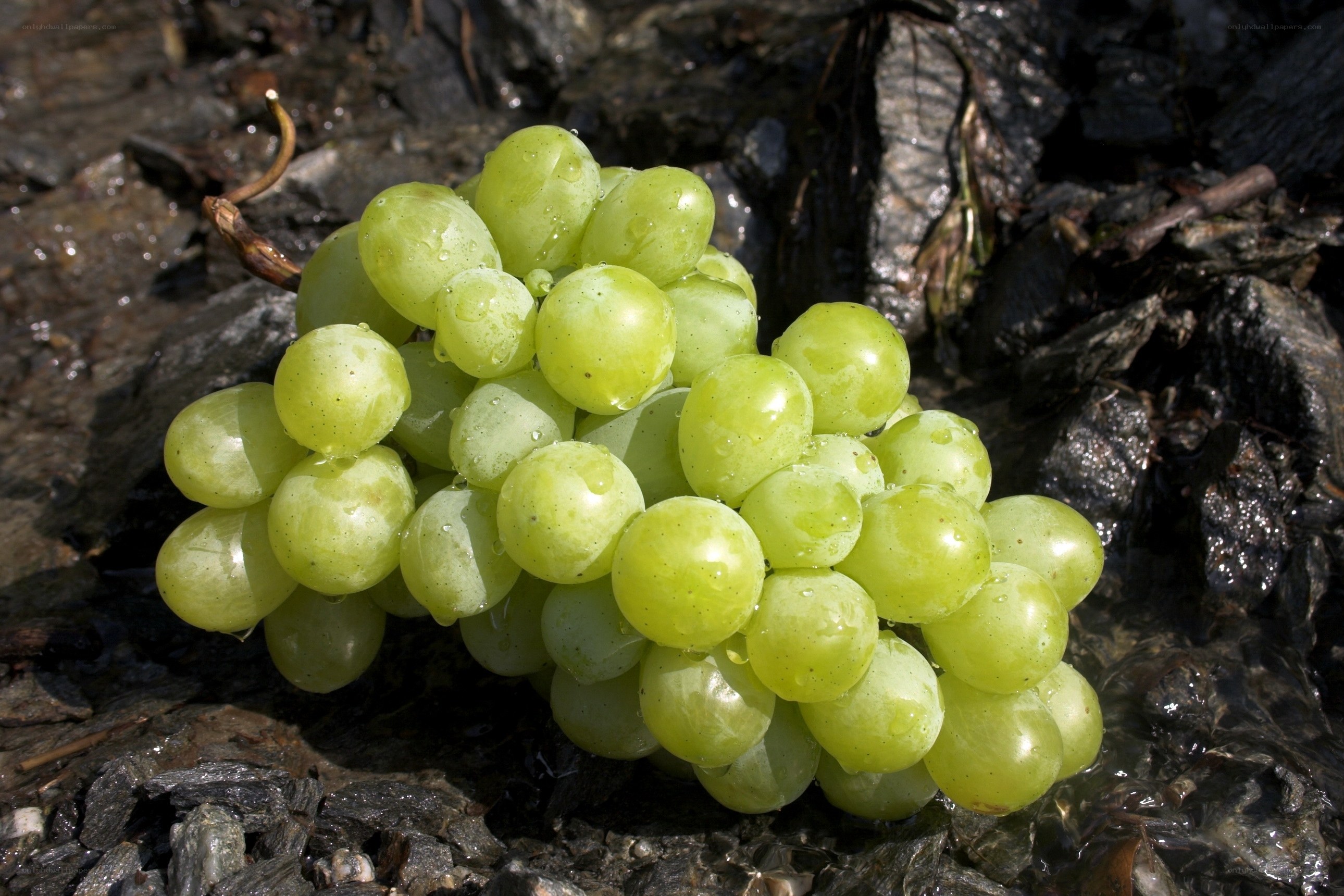 green grapes on wet rocks