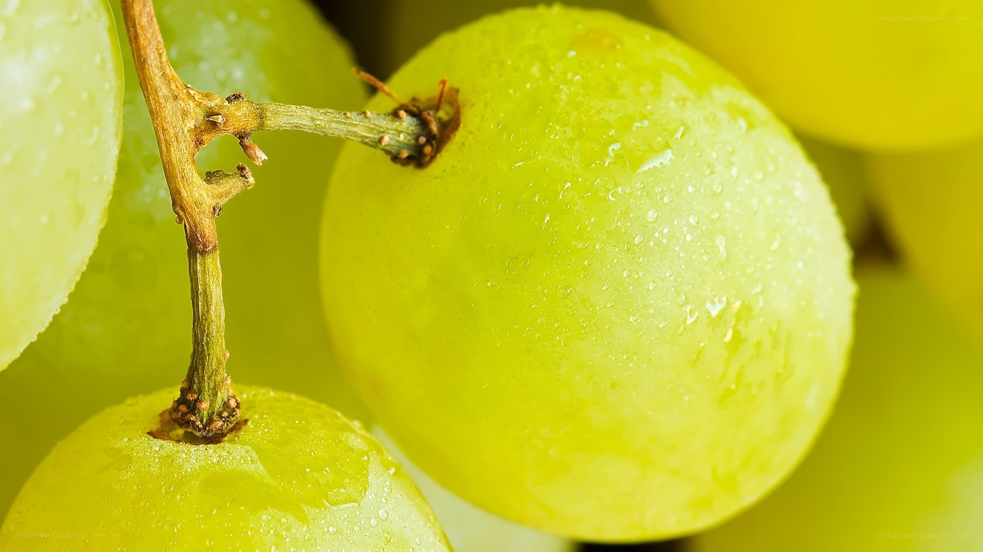 green grapes with water droplets