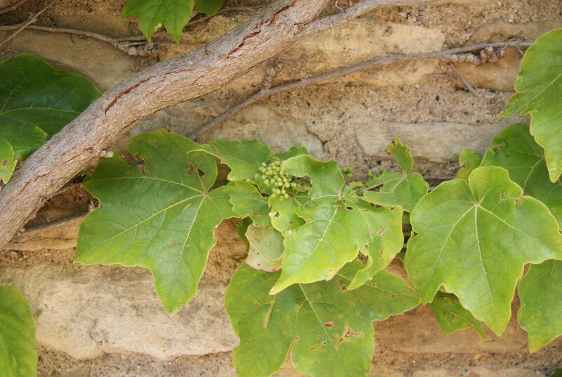 Green Grapevine Cluster