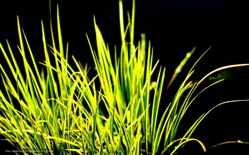 Green grass against black background