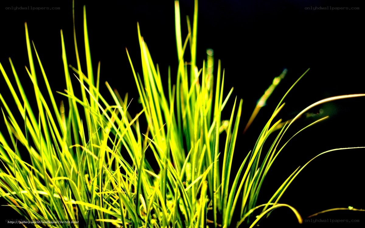 Green grass against black background
