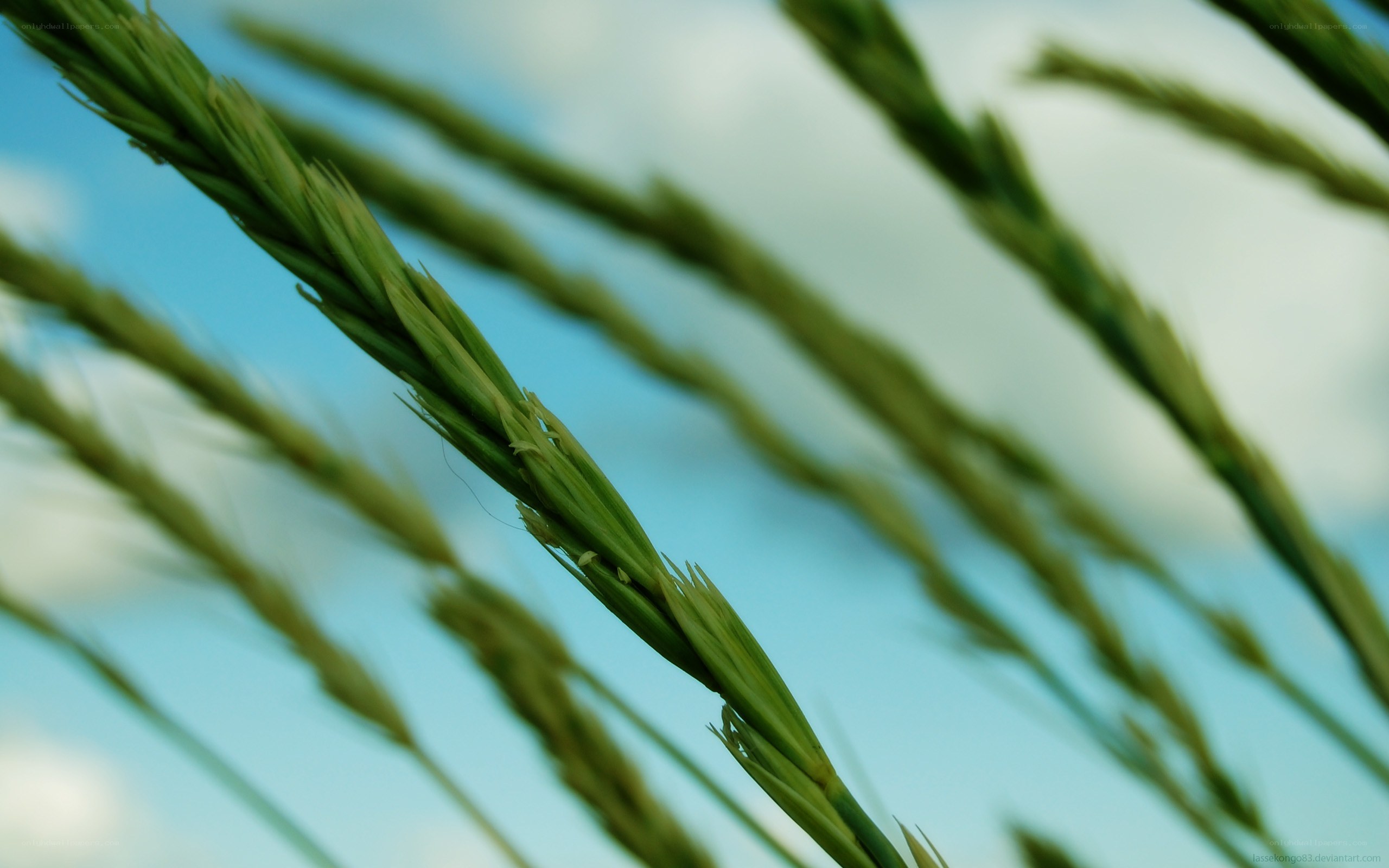 green grass against blue sky