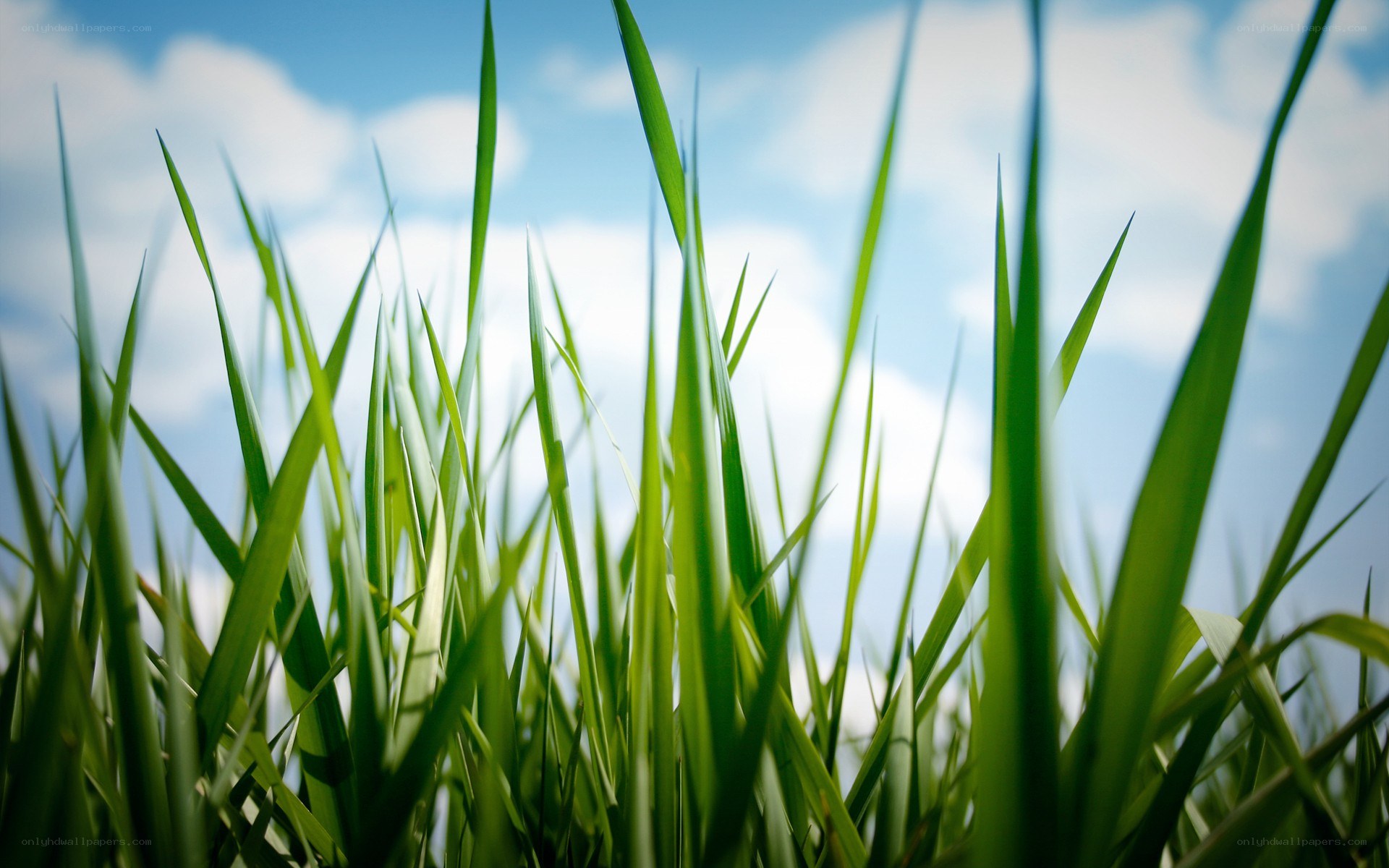 green grass against blue sky