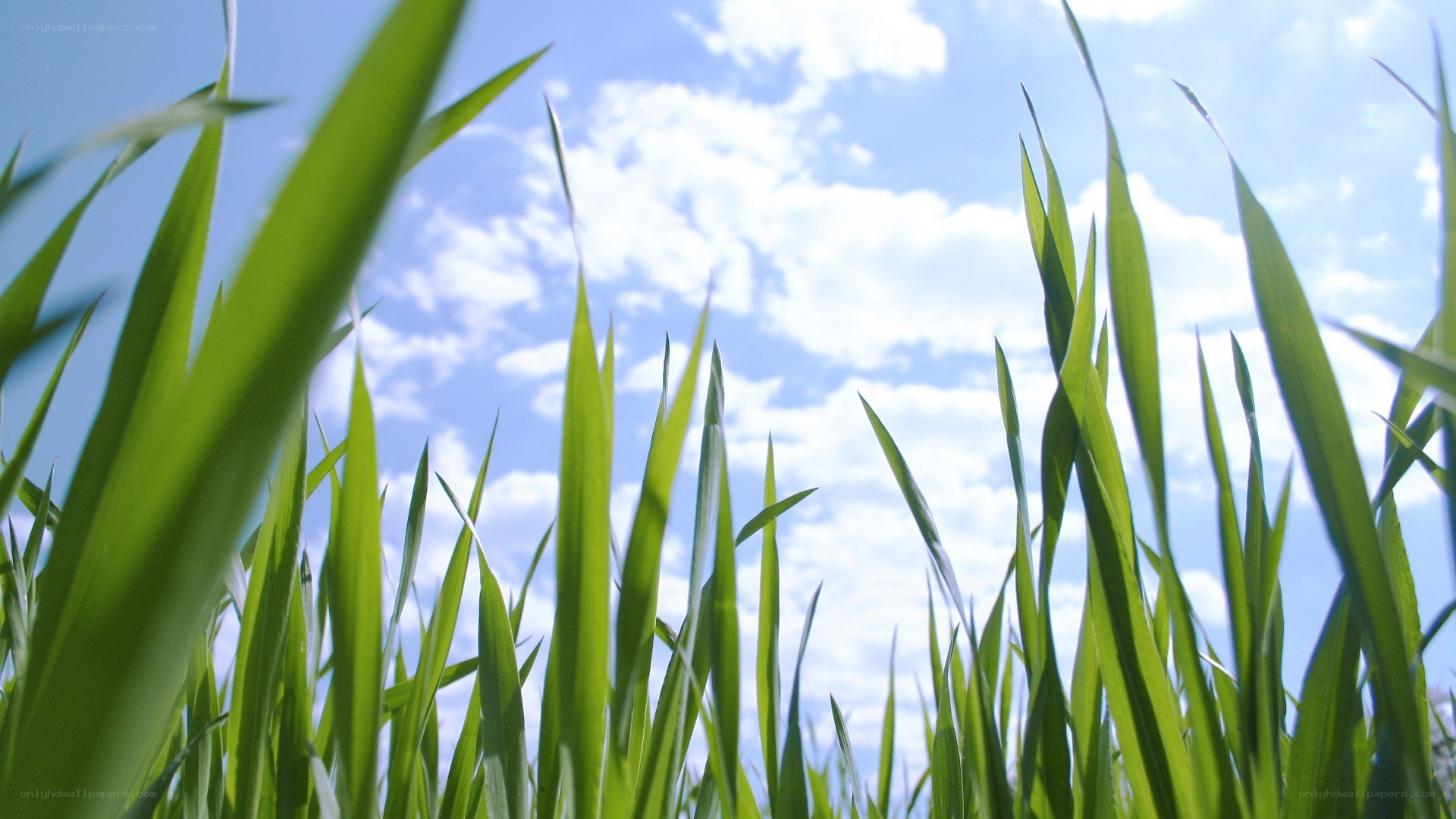 green grass against blue sky