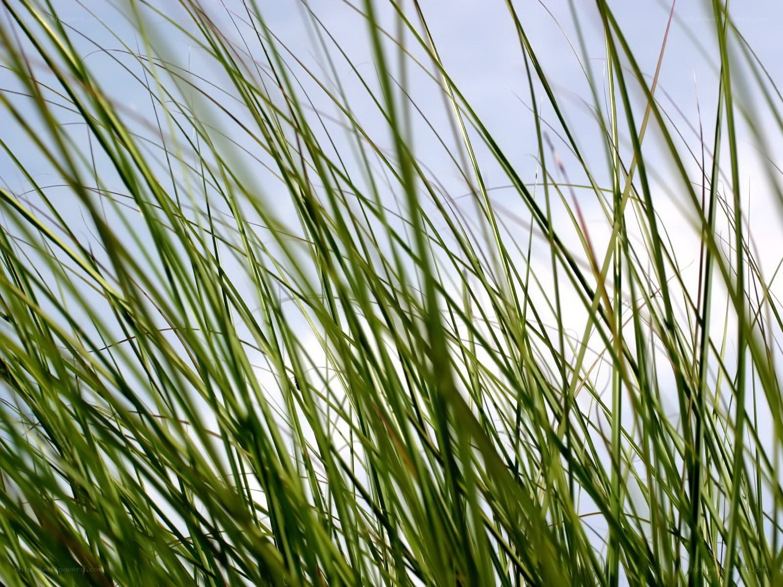 Green grass against blue sky