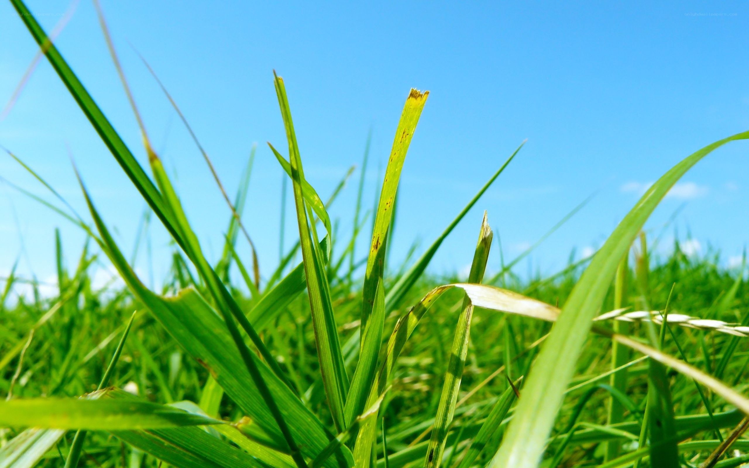green grass against blue sky