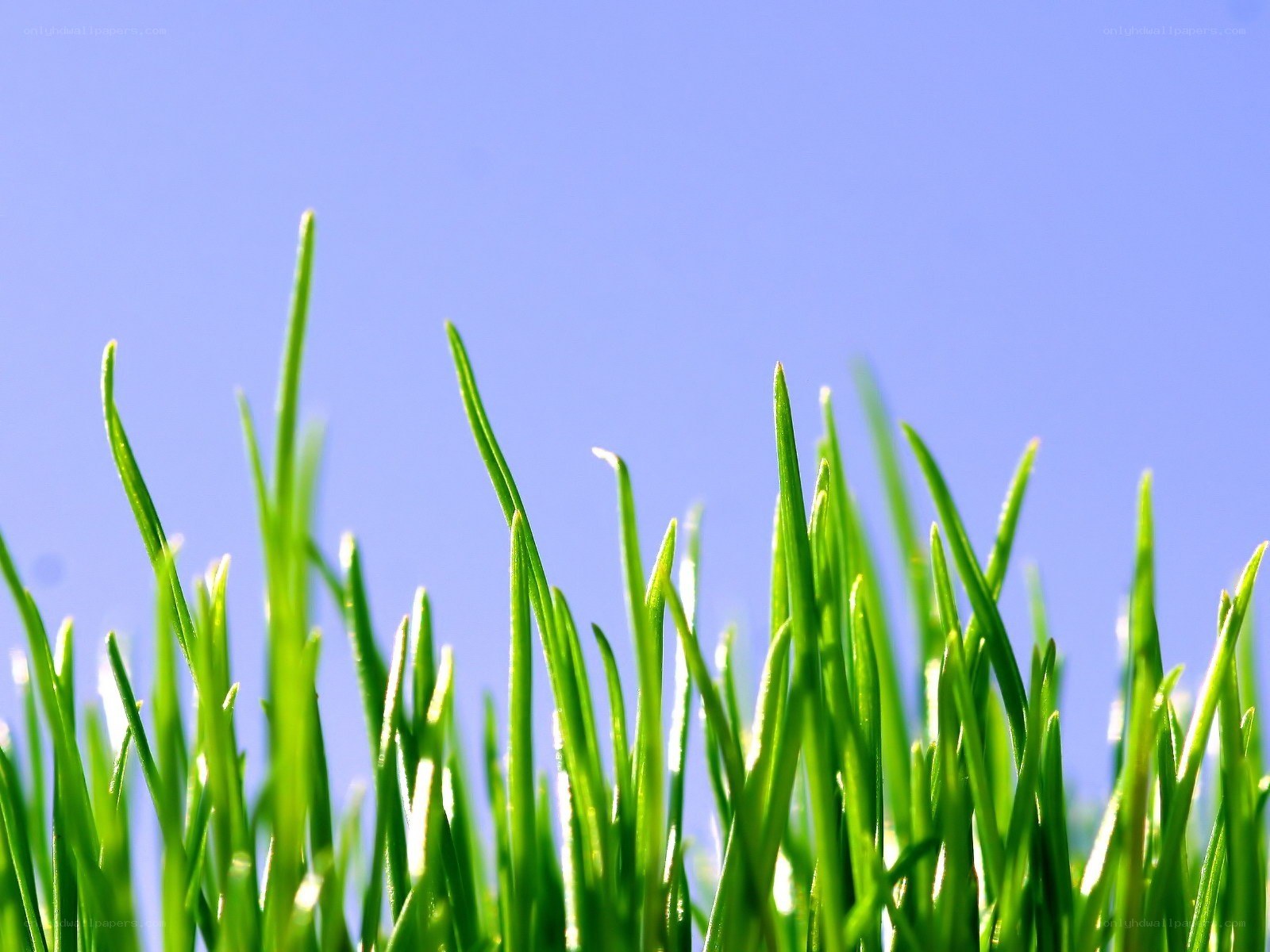 green grass against blue sky