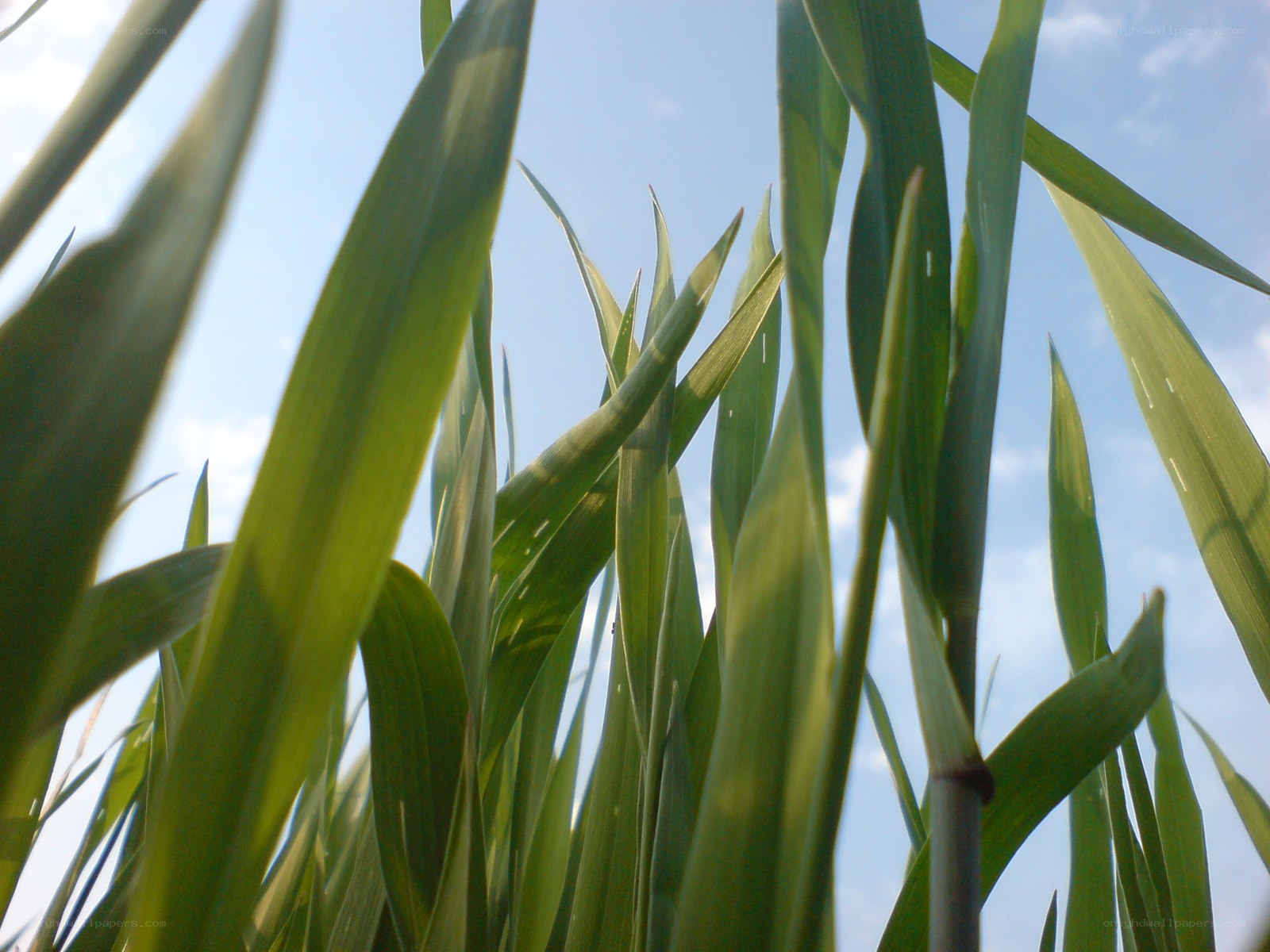 green grass against blue sky