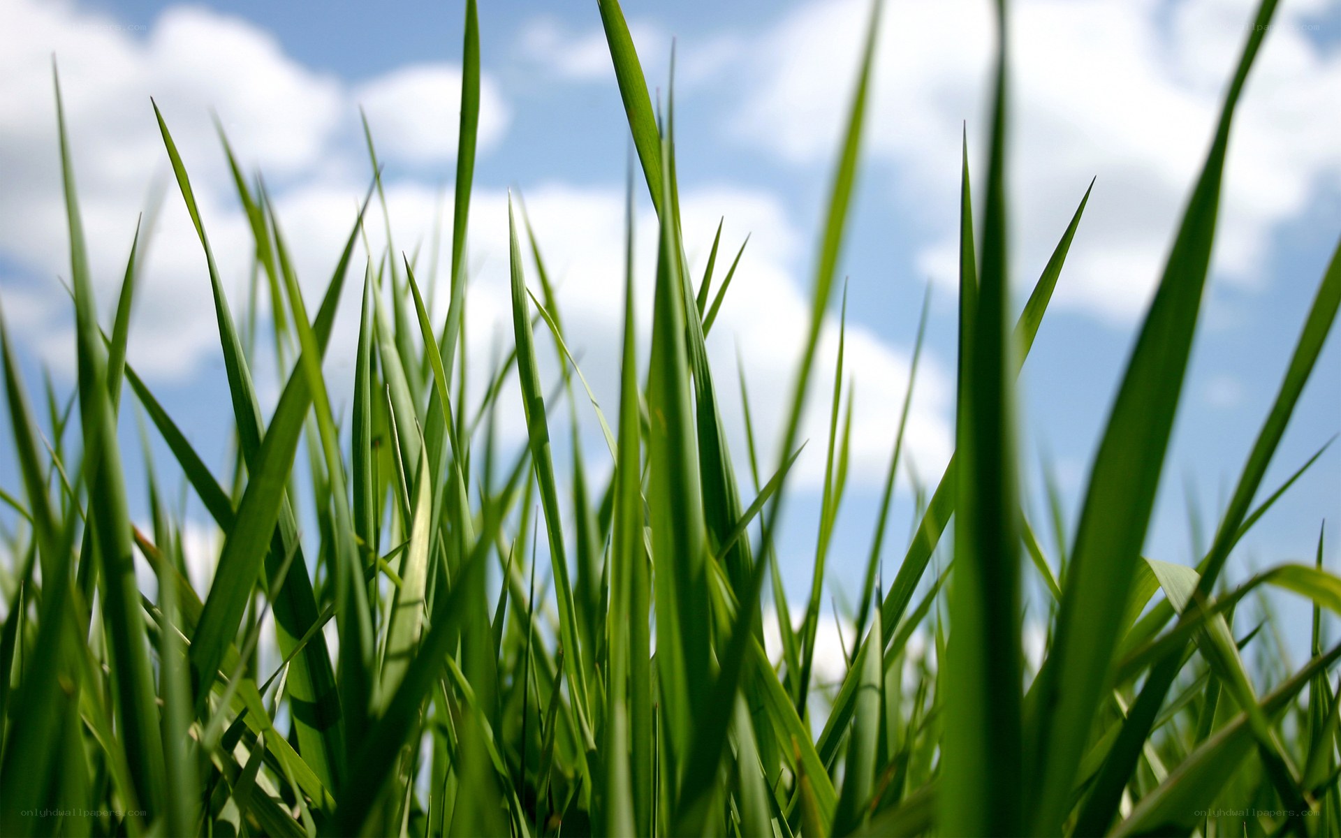Green grass against blue sky