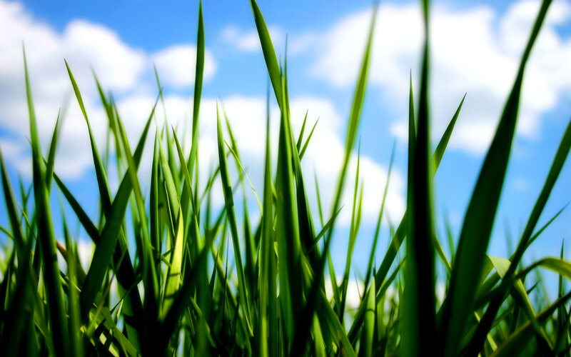 Green grass against blue sky