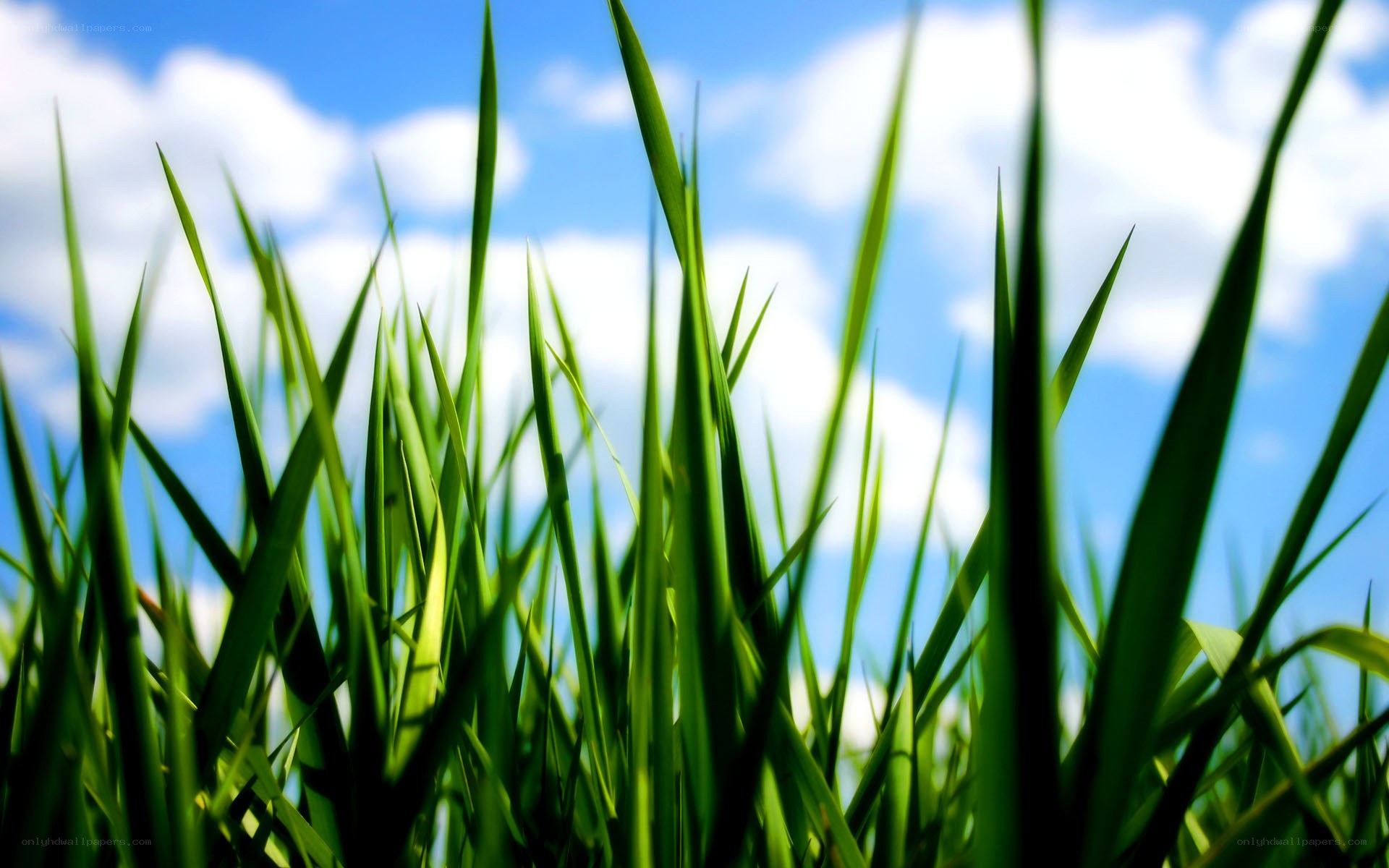 Green grass against blue sky