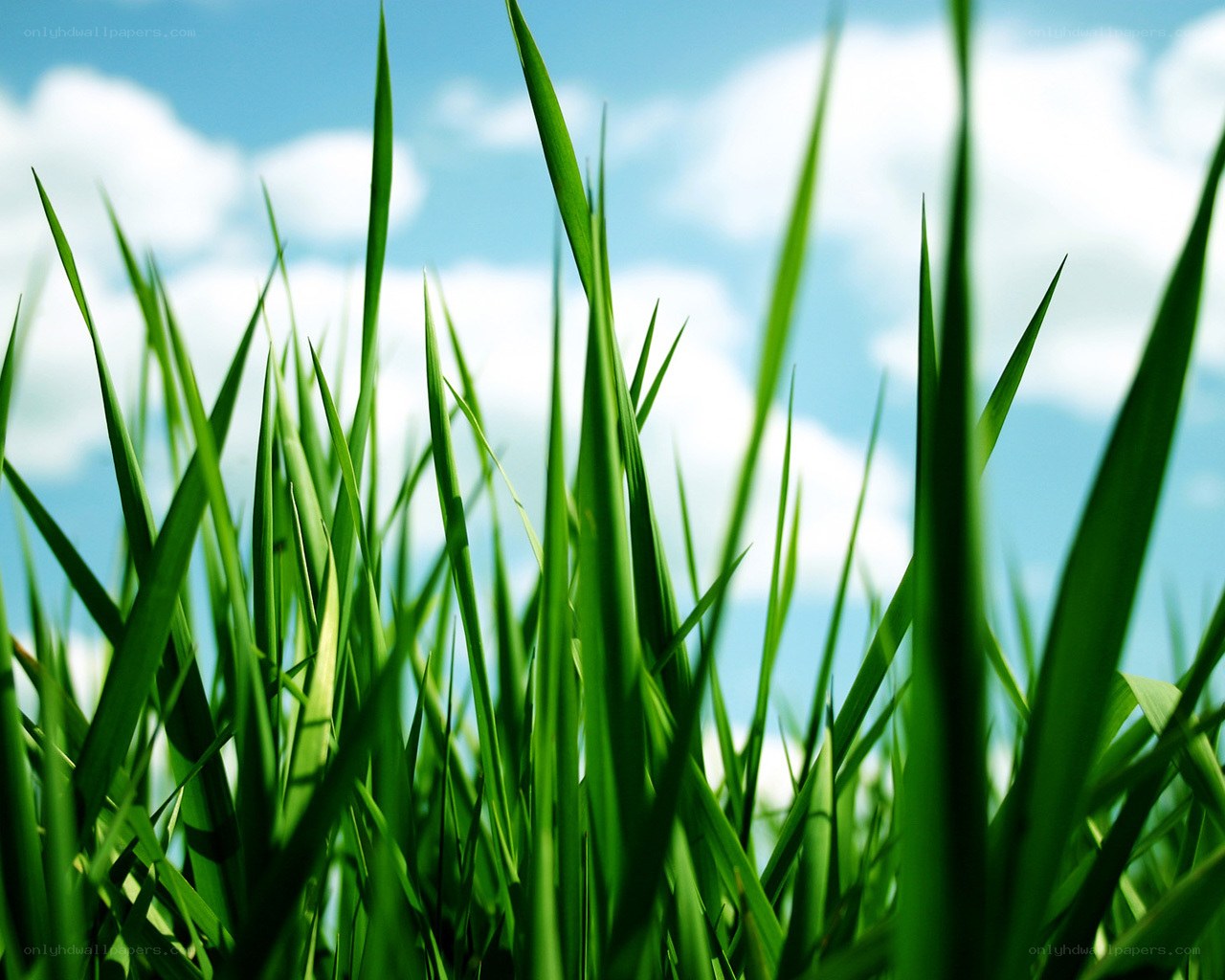 Green grass against blue sky