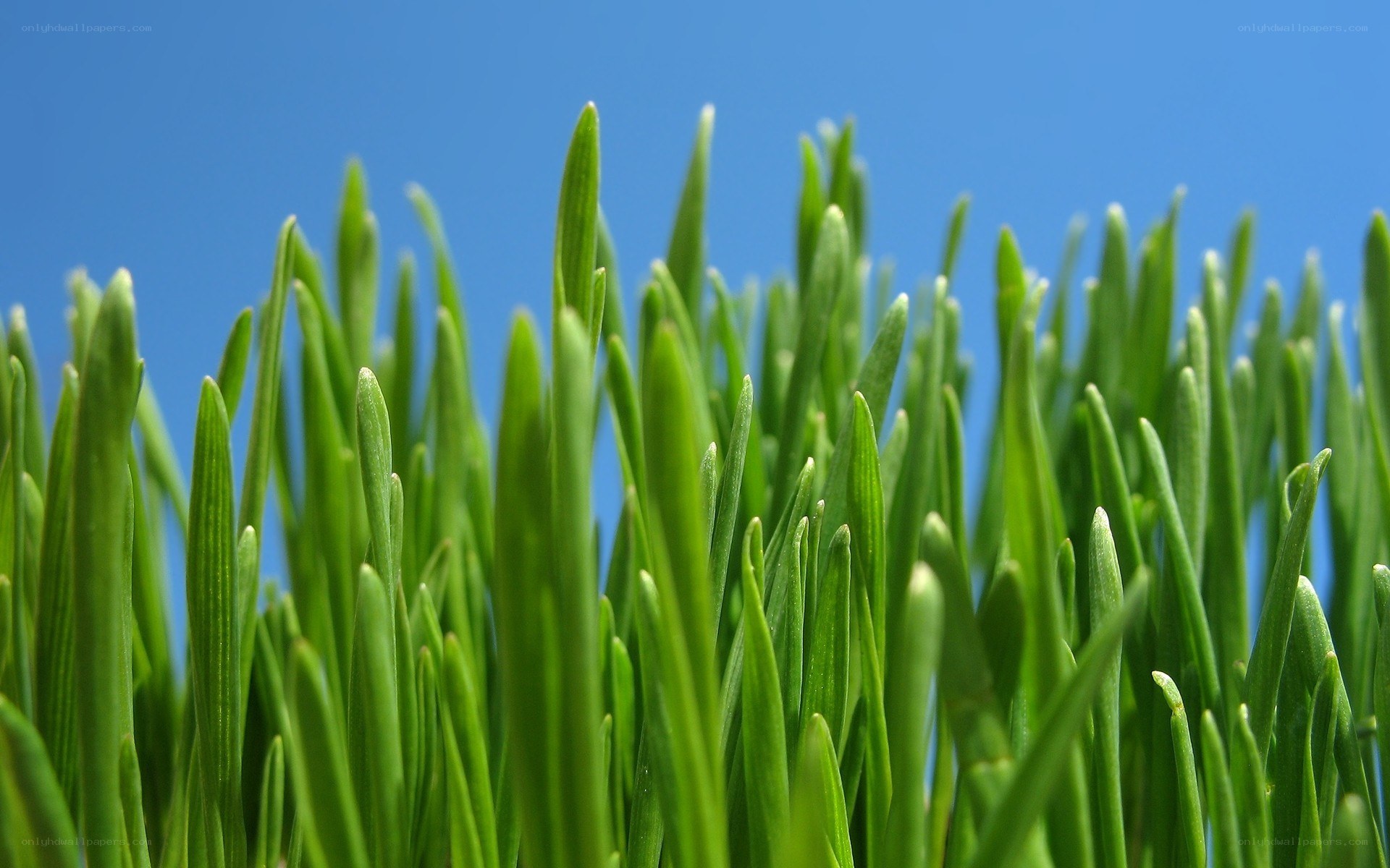 Green grass against blue sky