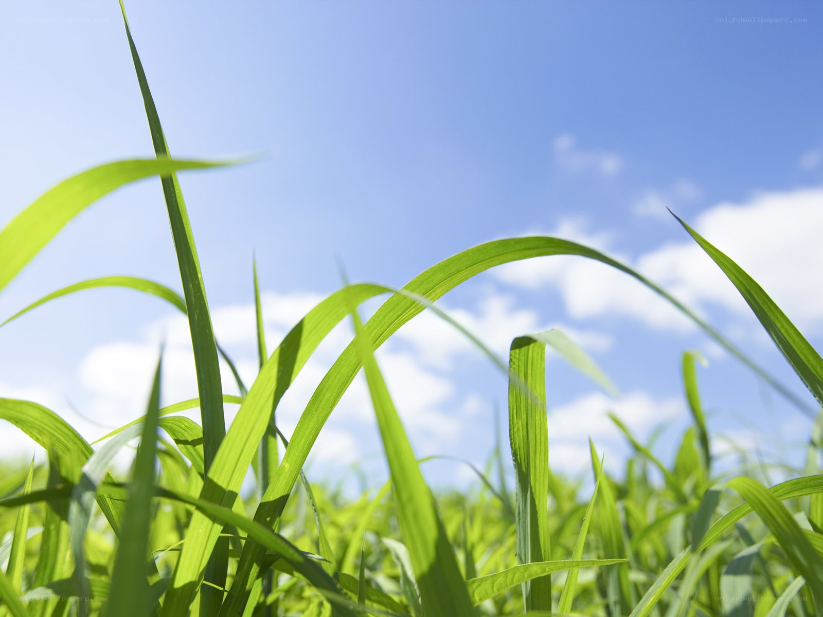 Green grass against blue sky