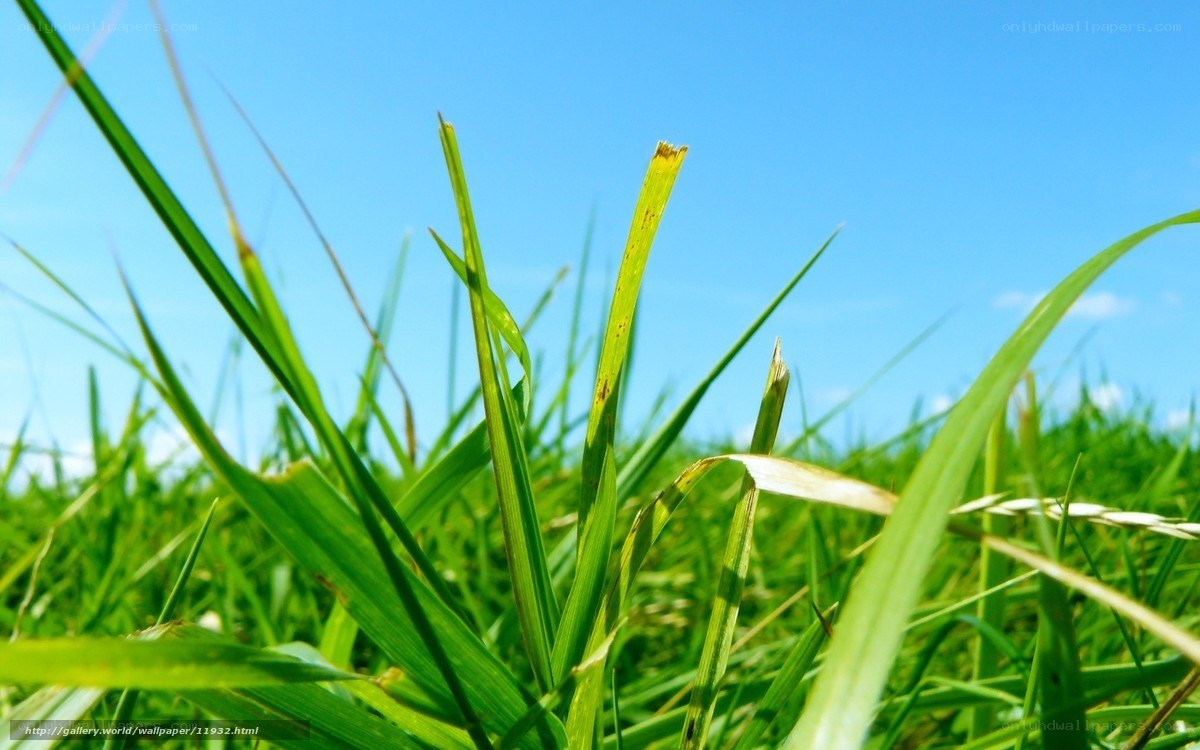 Green grass against blue sky